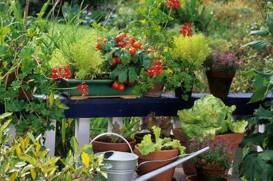 Top 5 Creative Ideas for Small Space and Balcony Gardening